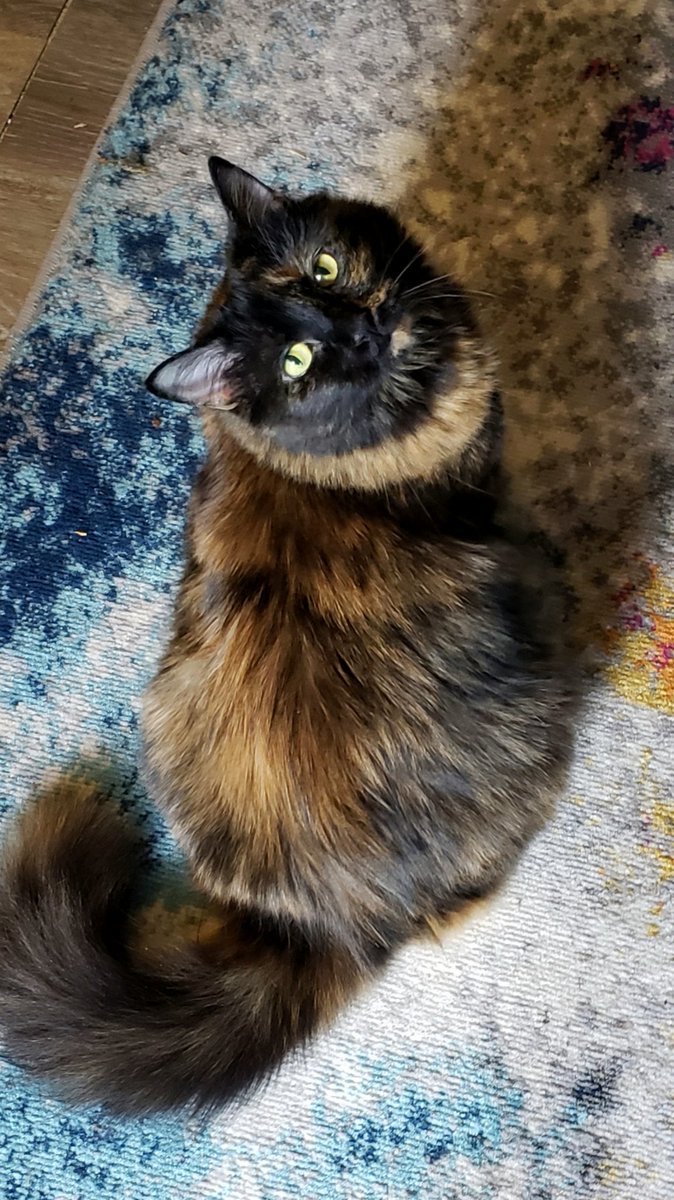CassieJFox's tweet photo. #TortieGirl Sister Sweetie Belle looking stylish, as she questions my judgment about the late hour #Caturday Night Pawty. π π» π₯³ π π πΈ β π© #SouthernBelleFelines #WhitmireSC #TortoiseShellCats #YellowEyes #CatsOfX https://t.co/Gzht78uZuM