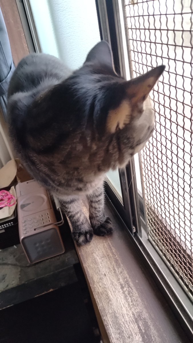 めー(にゃお)🐈 tweet media