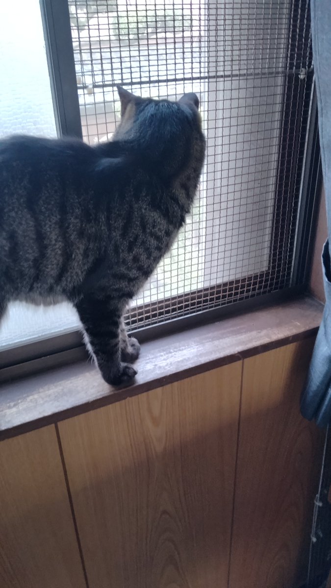 めー(にゃお)🐈 tweet media