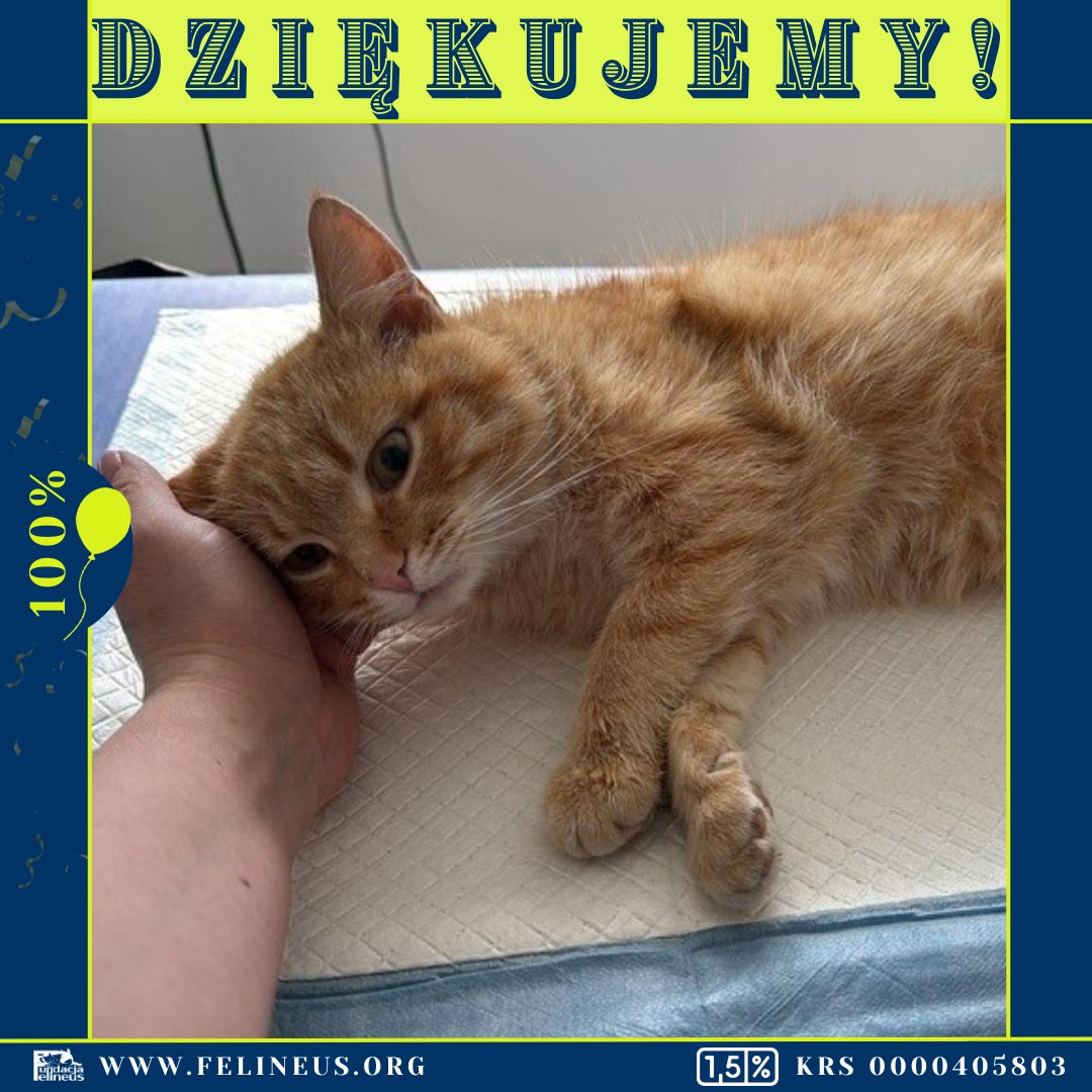 F_FELINEUS's tweet photo. Dzięki Waszemu wsparciu te młode koty dostały w życiu lepszy start, bez bólu, bez walk, bez niechcianych ciąż i porodów. Nawet nie wyobrażacie sobie jak ten drobny gest wiele znaczy. Dziękujemy Wam za to.

Dla przypomnienia historii podsyłamy link do zbiórki:
https://t.co/9WacX0Fg3v

@TakzCiekawosci 
@laskowski_pl 
@DJ_Owoc 
@garp6806