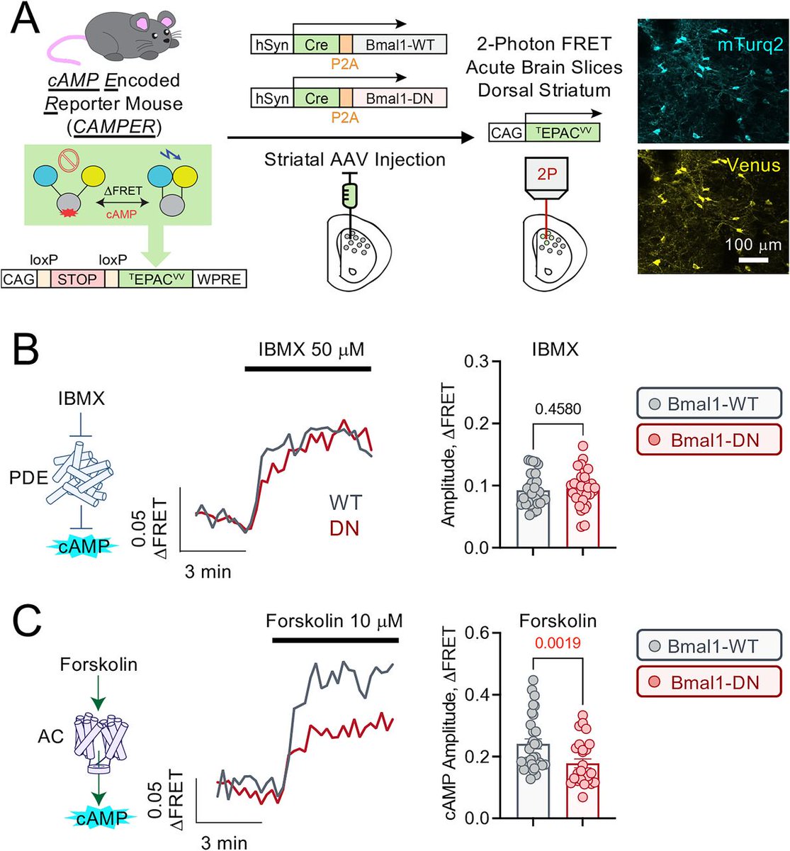 SfN Journals tweet media