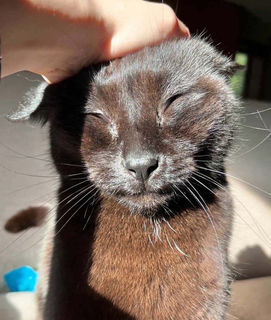 whiskers tweet media