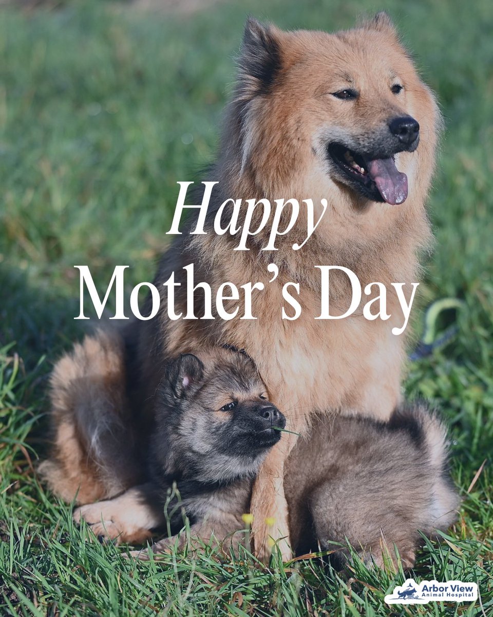 ArborViewAH's tweet photo. Happy Mother’s Day to the ones who nurture, protect, and love unconditionally!

There’s nothing sweeter than a mama and her little one. Today we celebrate that special bond 💕🐾 https://t.co/Lt8lbuslDc