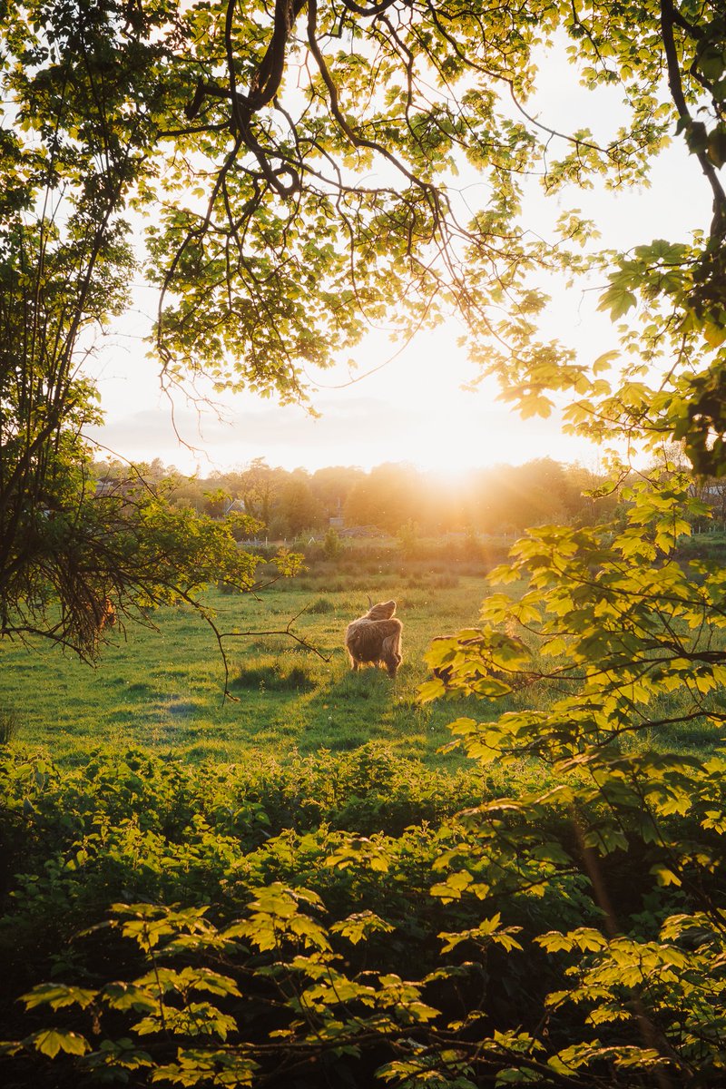 tangleendlessly's tweet photo. Golden hour cow 🐮 https://t.co/zGeSBhhgDF