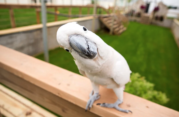 鳥爺本舗 tweet media