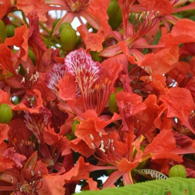 TFTSMiami's tweet photo. Royal👑 Poinciana Festival🧡 is here with New Name &amp; New Orange Oomph🧡🔶🧡 new events🫅 from June 6-14 2026 Make your reservations Now at https://t.co/8HsnQUuoO6 https://t.co/6OKjv8ZMcb https://t.co/ggWswV6cvP