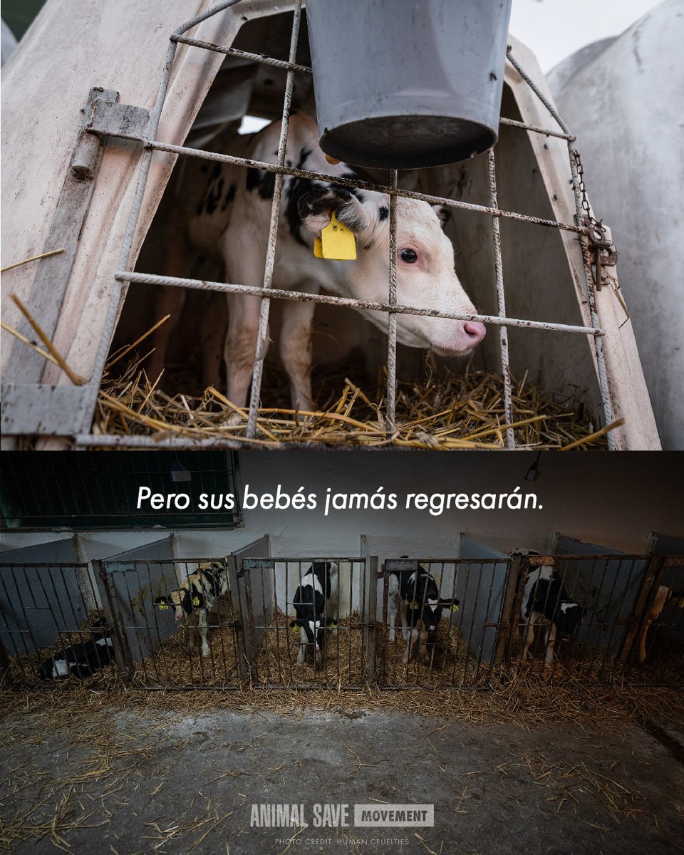 AnimalSavePUE's tweet photo. Detrás de cada vaso de leche, hay una madre que fue separada de su hijo.

Este Día de las Madres, cuestionemos lo que consumimos y optemos por la paz.

✅ Paremos la explotación.
✅ Elige alternativas vegetales. https://t.co/0pLjP5WuFZ