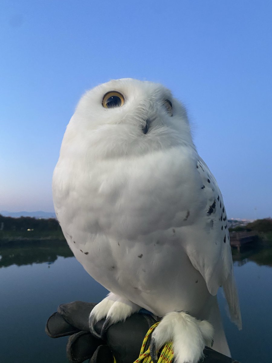 wattan0214's tweet photo. Morning walk 🦉✨
朝さんぽ
#シロフクロウ #snowyowl #fluffy #birdlovers #feathery #cute https://t.co/wfVLZJmksR