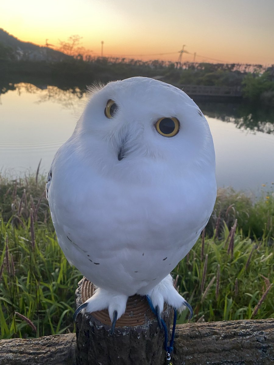 wattan0214's tweet photo. Morning walk 🦉✨
朝さんぽ
#シロフクロウ #snowyowl #fluffy #birdlovers #feathery #cute https://t.co/wfVLZJmksR