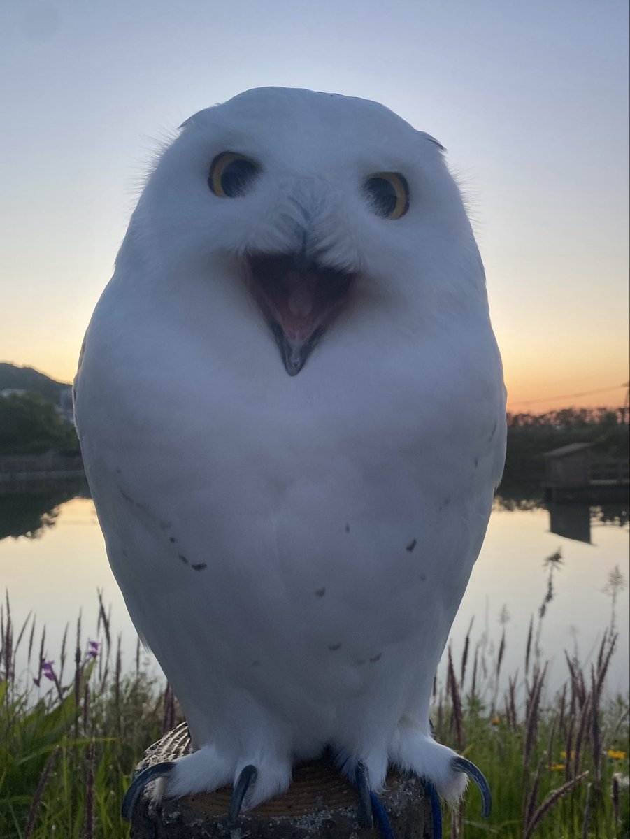 wattan0214's tweet photo. Morning walk 🦉✨
朝さんぽ
#シロフクロウ #snowyowl #fluffy #birdlovers #feathery #cute https://t.co/wfVLZJmksR