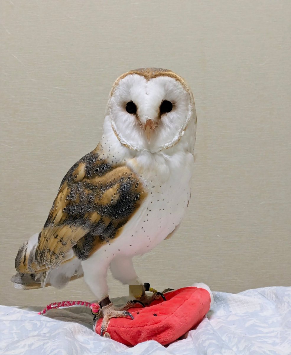 imaima（いまいま） tweet media