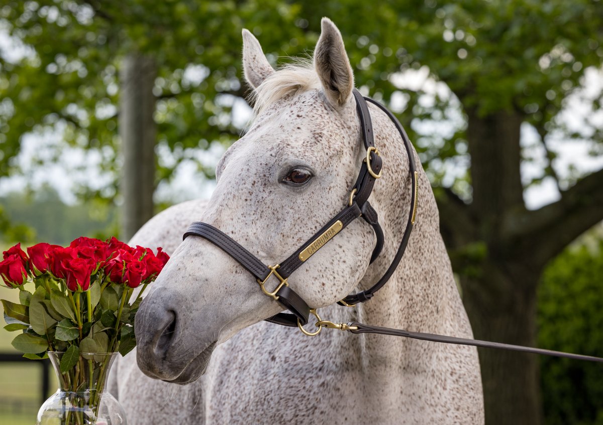 Kentucky Derby tweet media
