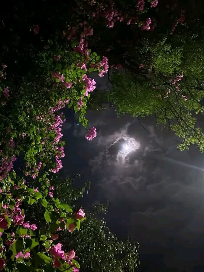 راقــية عبد السلام .. أم رقــية. tweet media