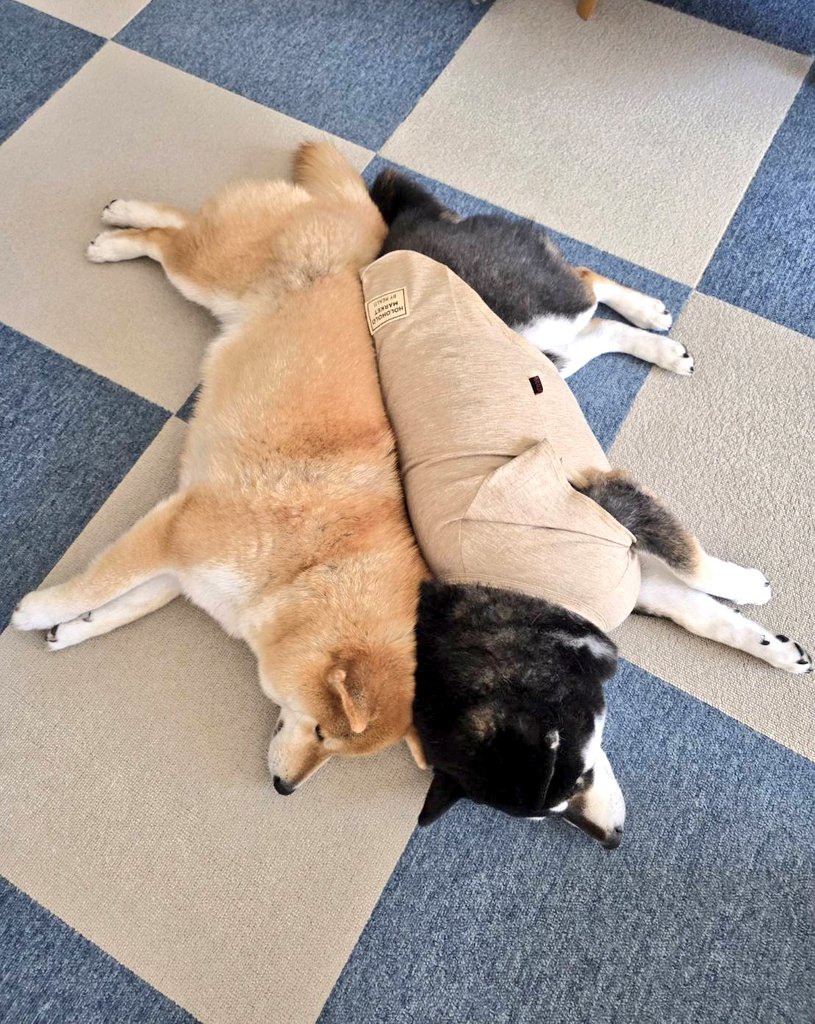 86hanchan's tweet photo. 【術日後8日  5月10日】
お薬は　朝、夕：抗生物質

今日も天気良く☀半蔵君の調子は昨日より少し下がり気味でしたが、朝んぽで💩をしなかったので午後に近ばの公園に。そしたら喜んで💩もしてくれました。帰ってきたら少し疲れたのか仲良くコムと添い寝しました🐶🐶💕
#柴犬 #半コム
#半蔵君闘病記 https://t.co/p5X6qRl63f