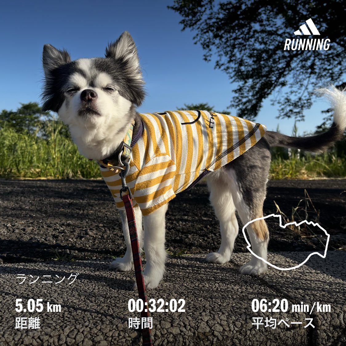 KamoPro's tweet photo. 今日の朝ラン。
月曜日の朝は、気温16℃晴れ。5月らしい気候での5kmラン🏃
愛犬は、お腹の調子を見ながらお散歩。少し改善されている見たい🐶
今日も頑張ろう‼️
#朝ラン
#愛犬
#チワワ https://t.co/cLiOh2UP9E