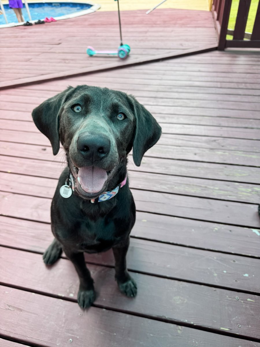 pookiechuck's tweet photo. Had the fam over for some steaks, baked potatoes, salad, etc etc. also did some swimming!! ☀️ 
It was a good Mother’s Day! My granddog for tax 🤣🤣🤣 https://t.co/OwSbmUV3dq
