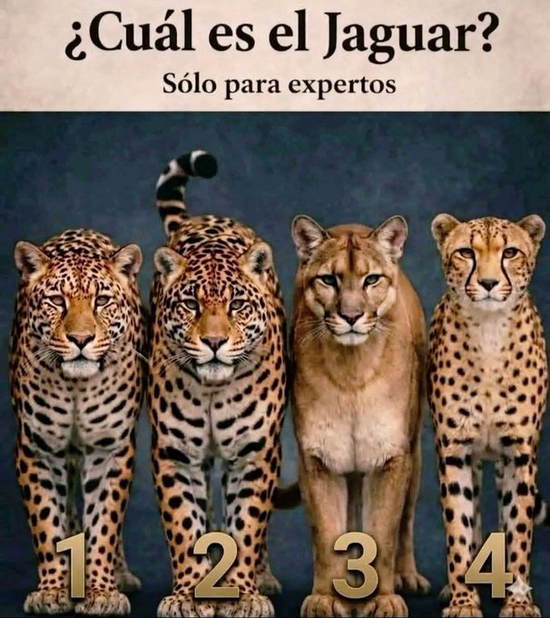 . tweet media