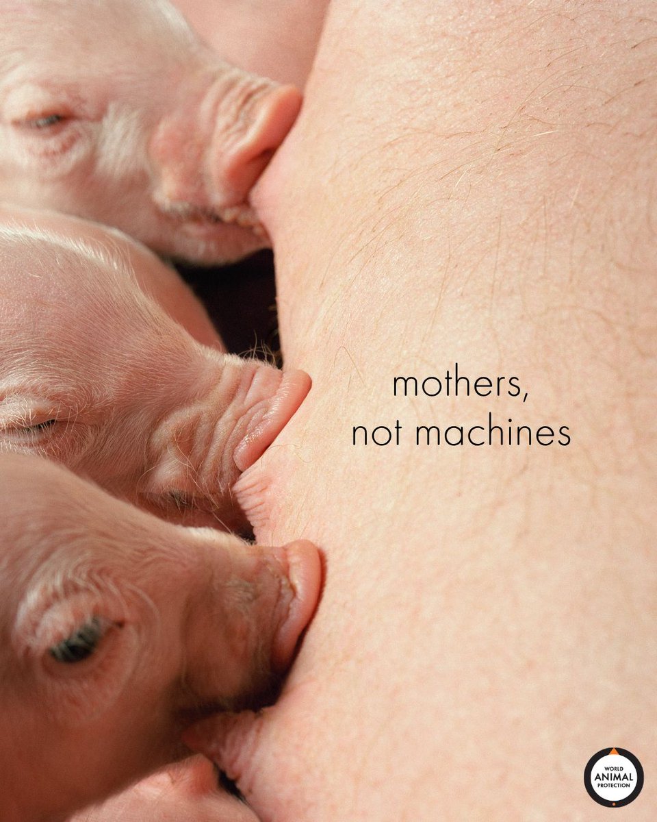 MoveTheWorldUS's tweet photo. Did you know mother pigs sing to their piglets while nursing? 🎵

Research shows sows hum specific tunes to call their young to feed — and piglets learn to recognize their mother's voice within days of birth. The bond is real. The love is real. https://t.co/Cv6SZ24JXt