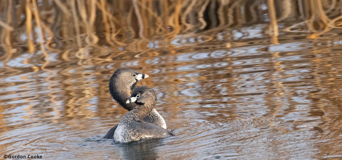 GordonCooke9's tweet photo. Pied-billed grebes. Pictures taken May 9 2026, Calgary. Best viewed in full screen mode. @birds #Calgary #Alberta #nature #wildlife #photography https://t.co/VwOOsMrqbM