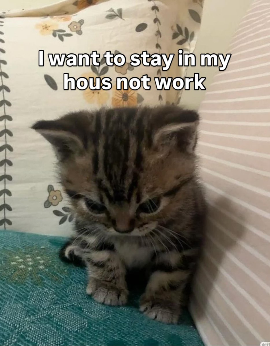 smol silly cat tweet media
