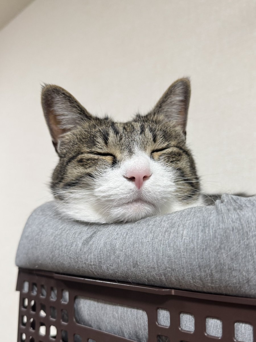 おはよ〜ございにゃすん🐾