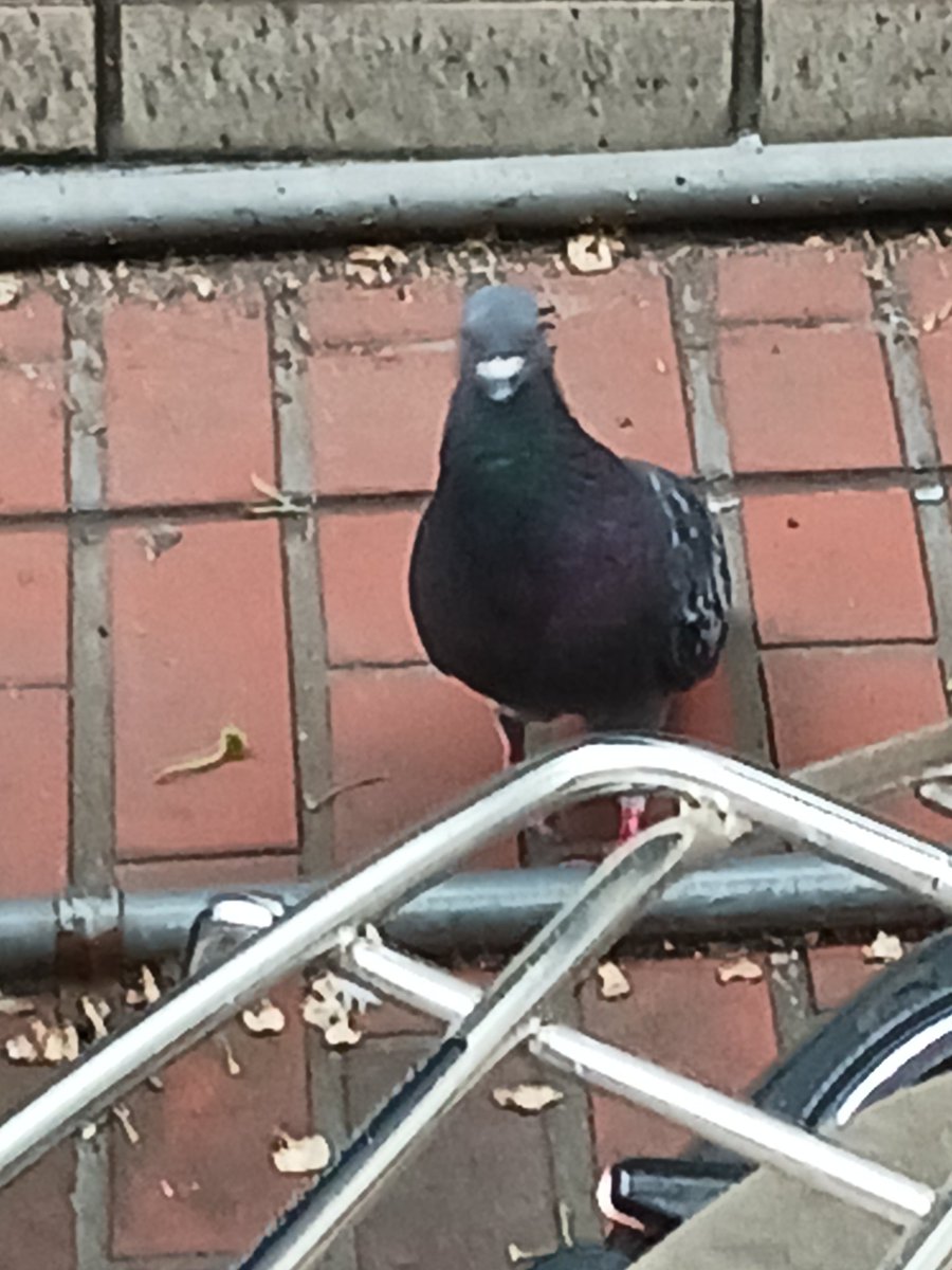 リッツ tweet media