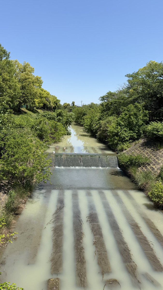 DAYS BRIDGE tweet media