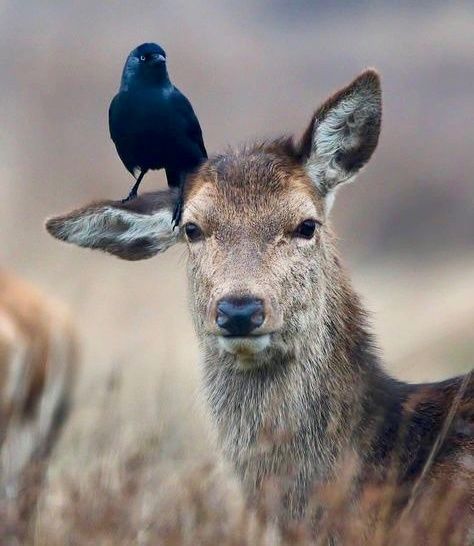 (CHECK PINNED) Deer in Places they Shouldn't Be tweet media