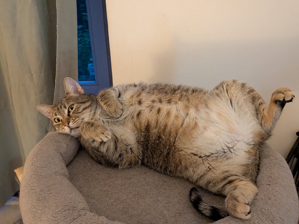 The MewDiaries tweet media