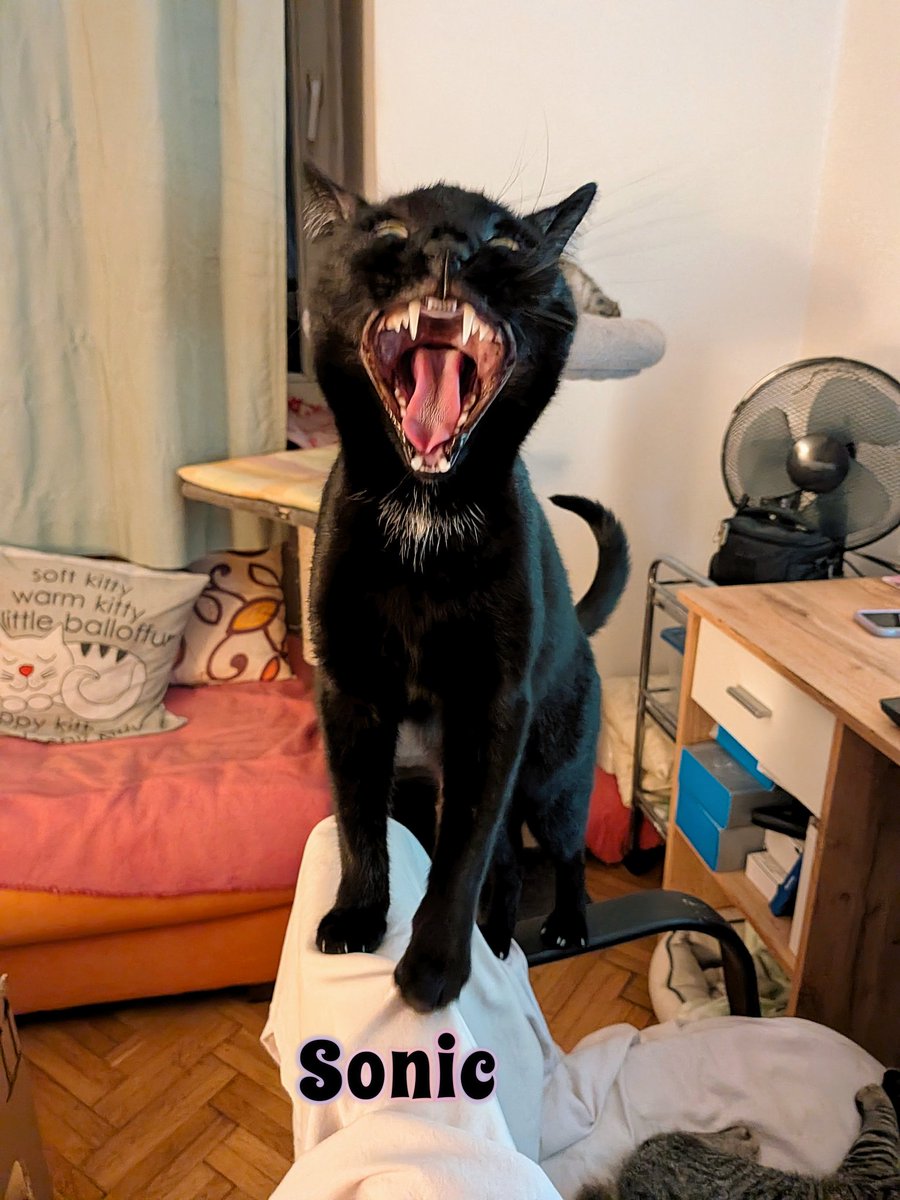 The MewDiaries tweet media