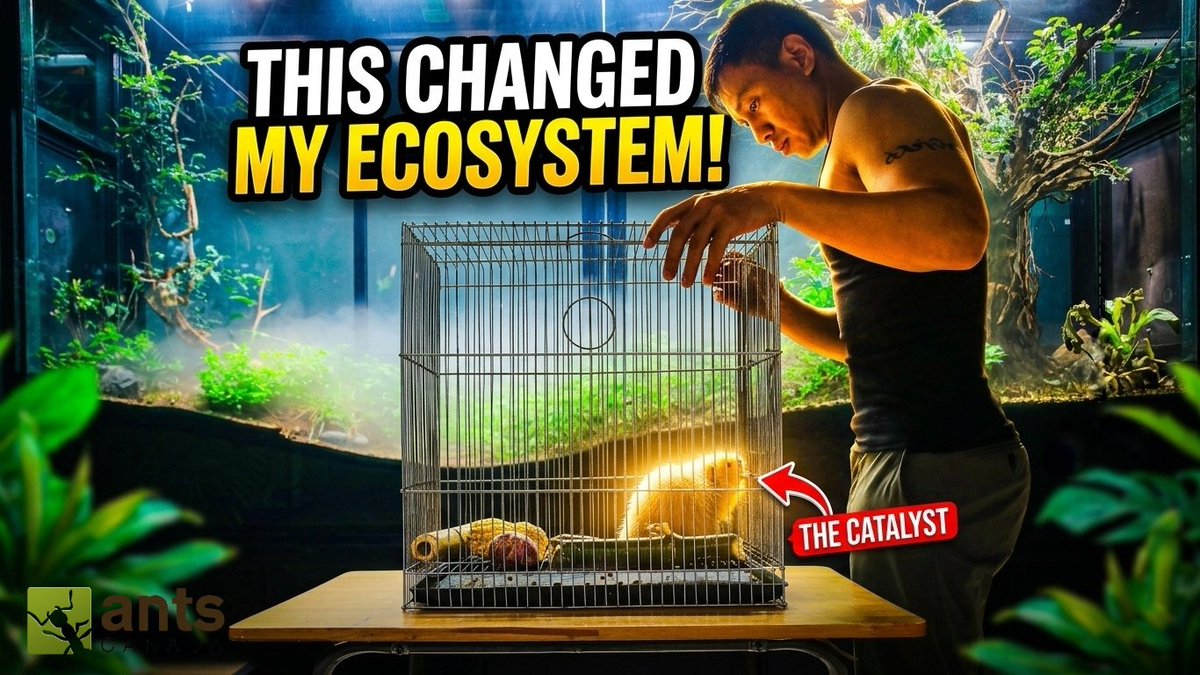 AntsCanada's tweet photo. New Episode "How a Bamboo Rat Transformed My Massive Indoor Ecosystem" now up on my channel! https://t.co/1wOd0wVY8S