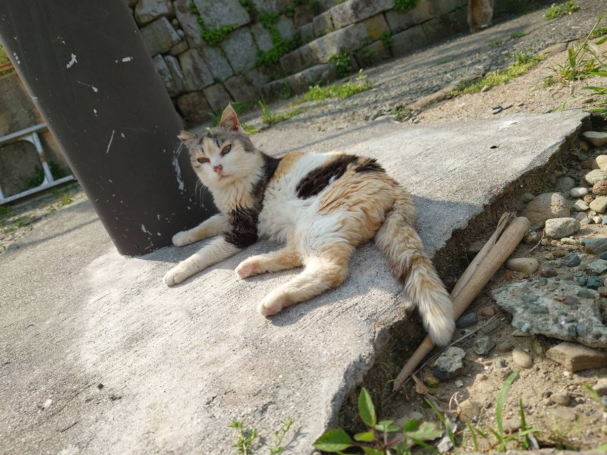 青島猫を支援する会-青島・島民15人猫100匹以上の島- tweet media