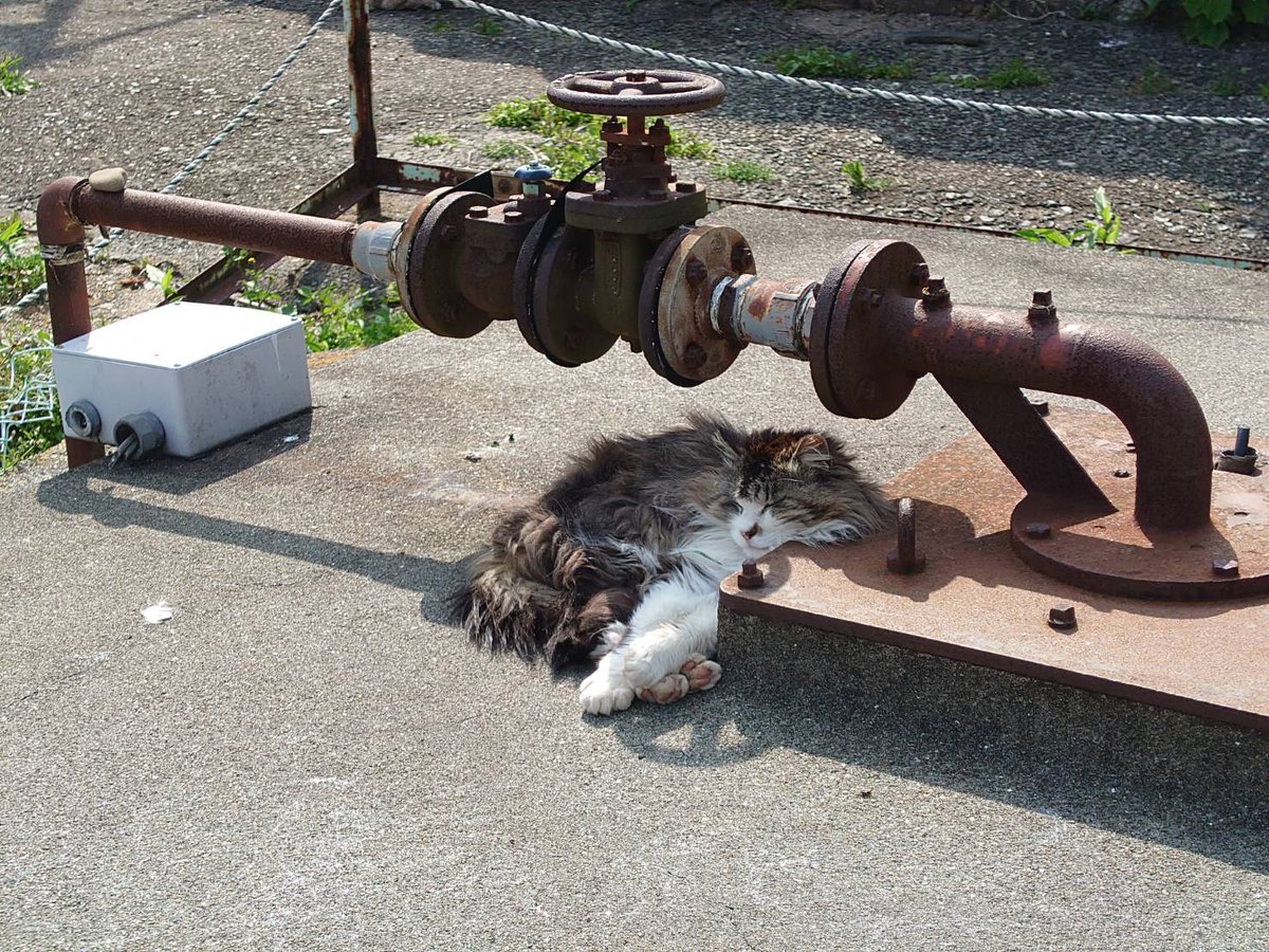 青島猫を支援する会-青島・島民15人猫100匹以上の島- tweet media