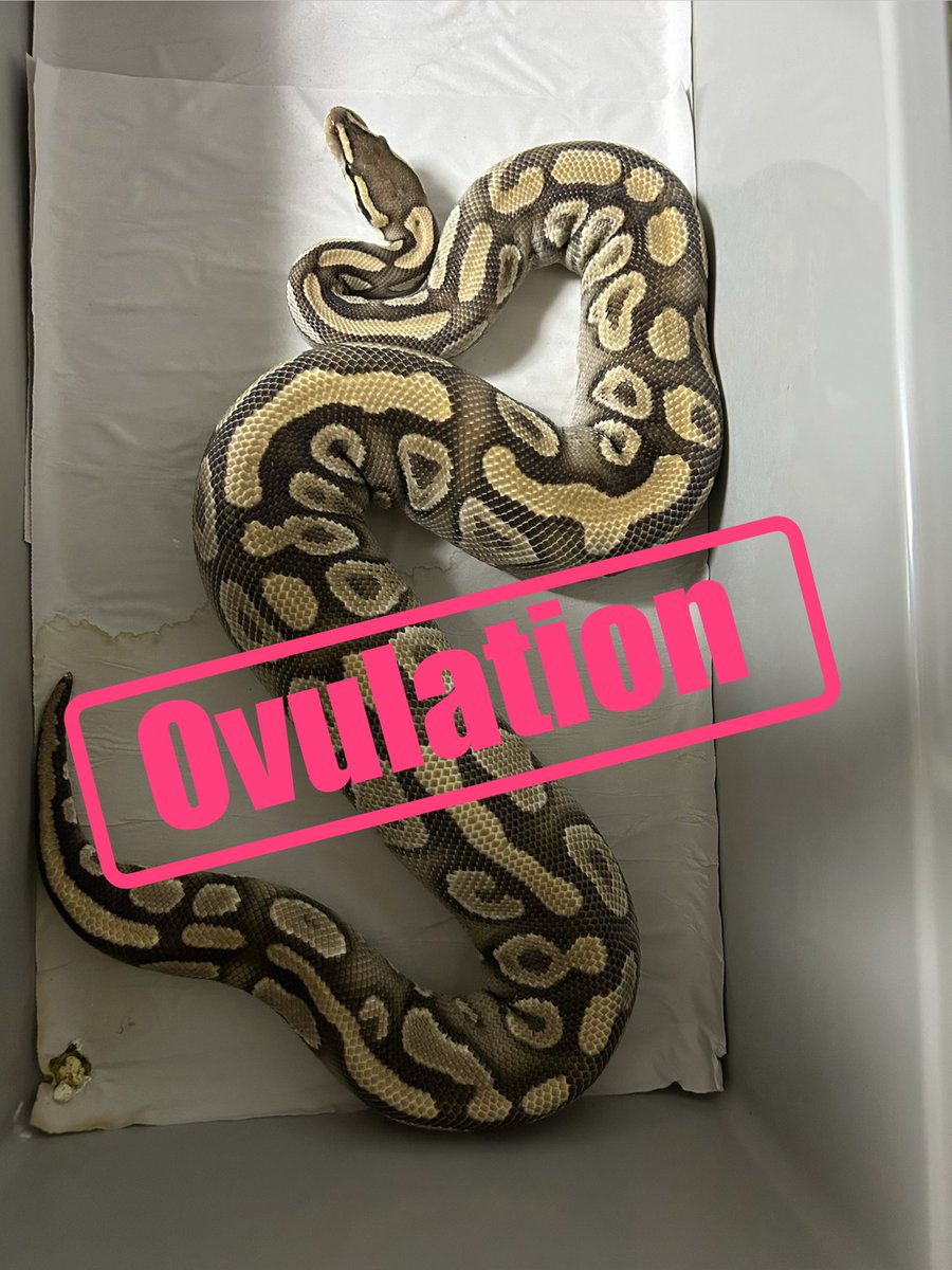 geeksballpython's tweet photo. もっこり💗
Phantom Goblin

#2026ﾌﾞﾘｰﾄﾞ https://t.co/0Nr700h4PB