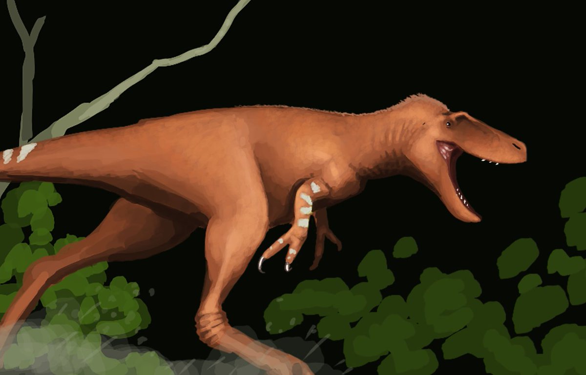 junius_anax's tweet photo. #Nanotyrannus #Tyrannosaurid #HellCreek #Dinosaur #paleoart #BackinHell https://t.co/DpISZ8Oo7z