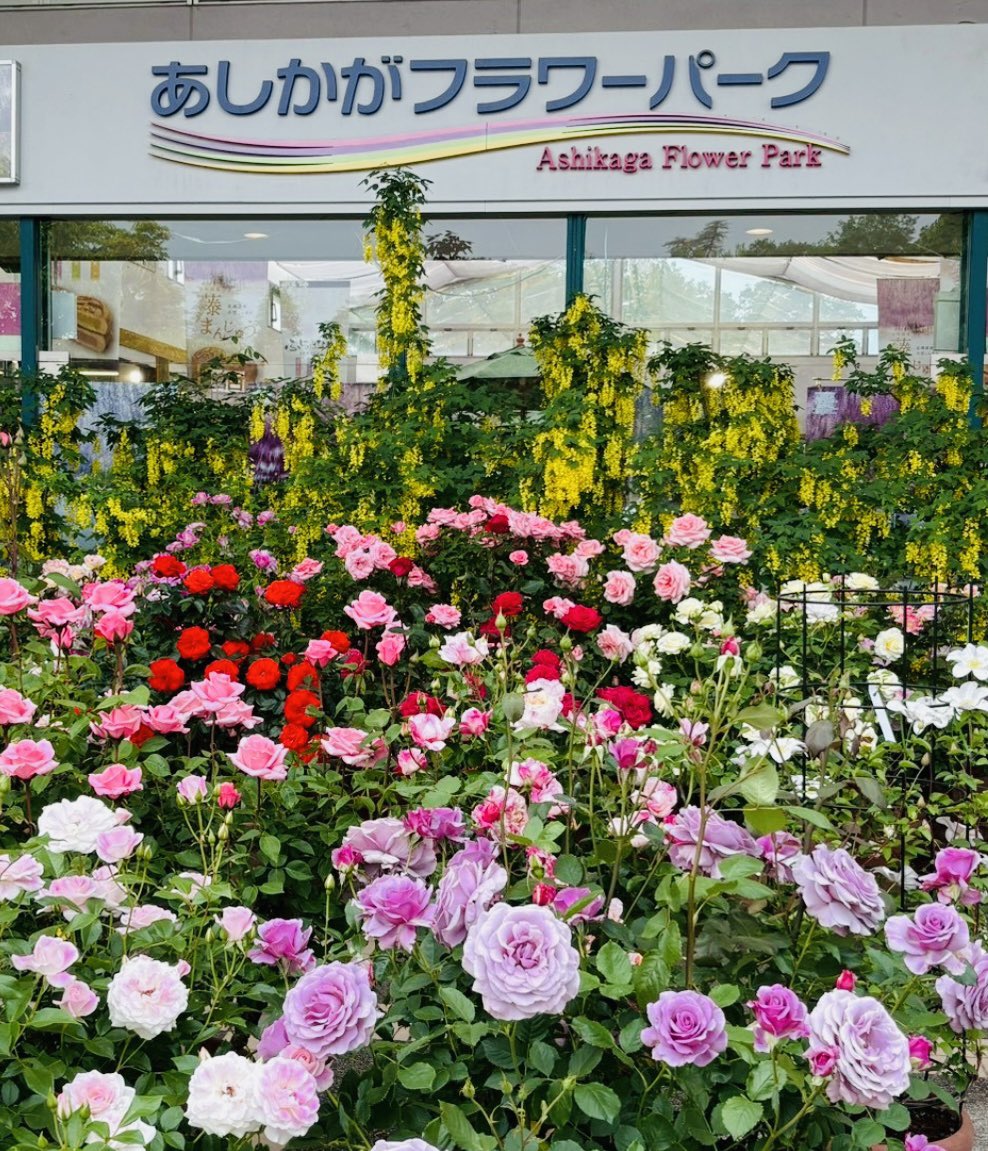 3lR6PzH7BXLlAtS's tweet photo. 足利へ行きました🌳
フラワーパーク　藤は終わっていたけれど
薔薇に囲まれいい感じ
織姫神社　美術館に足利学校
太平記館でお土産買って
どこへ行っても働いている方達が穏やかで良い感じ❣️
今度は藤に間に合うようにまた行きたいなぁ💫 https://t.co/qGS31nHjgY