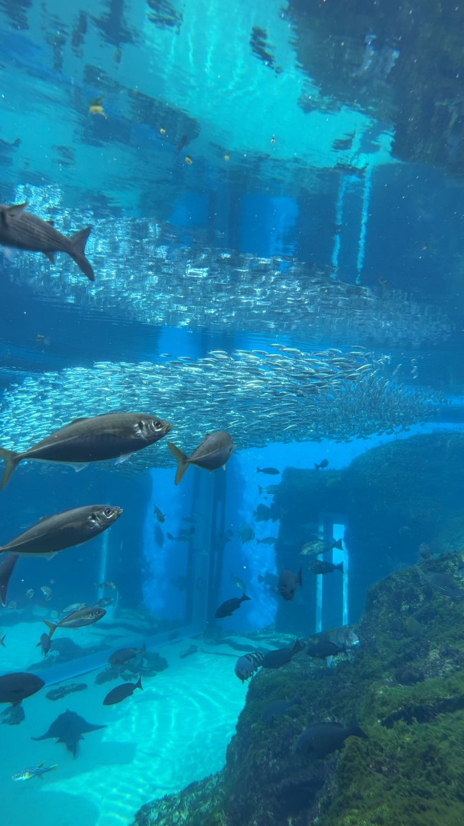suna_sss__'s tweet photo. 水族館てほんといつでも行きたい https://t.co/ud1b44w81O