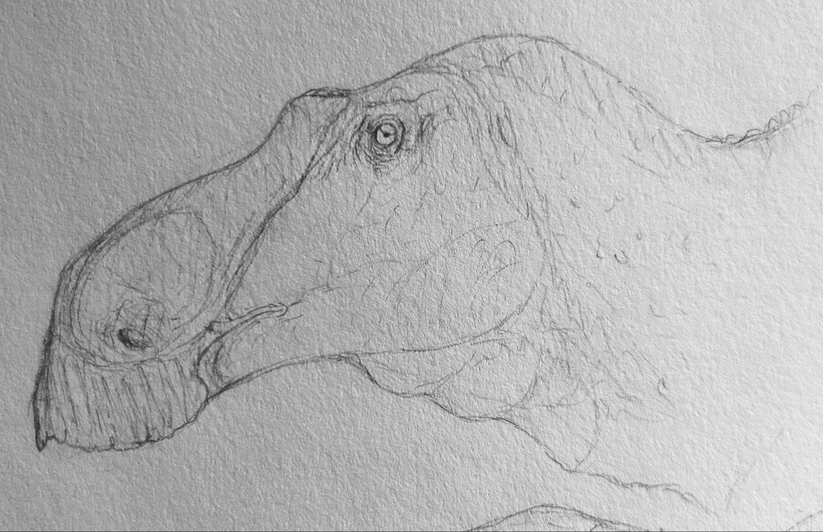 quackingbeast33's tweet photo. Maiasaura Sketch for Mothers Day. 

#art #paleoart #dinosaur #dinosaurs #maiasaura #sciart #sketch https://t.co/rC4SzD1QFY