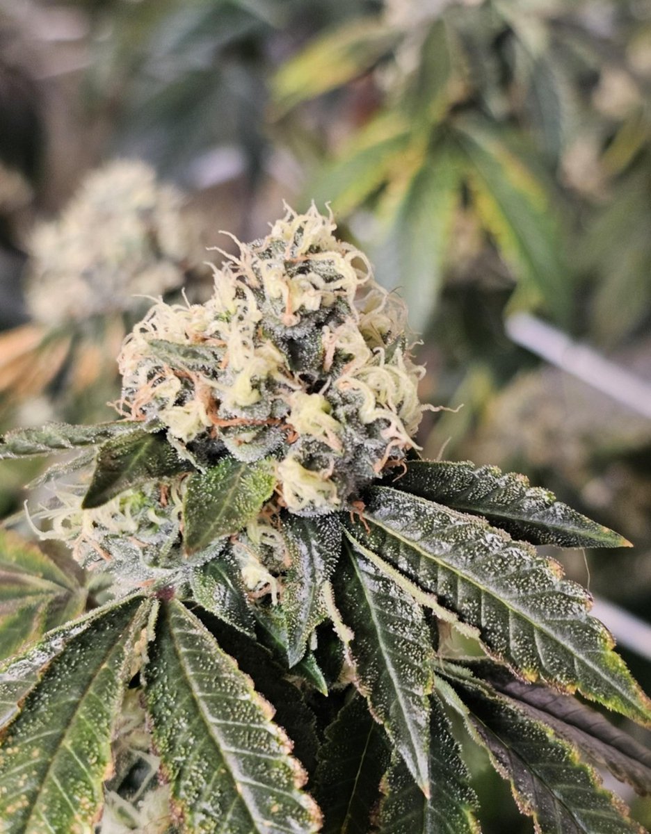 Brumpacks's tweet photo. Valley Banger
Sfv og x Headbanger
@karmagenetics
Catch this in #Findthekeepers
Dont sleep on these seeds.
#brumpacks #karmagenetics https://t.co/3YDtUEfONy