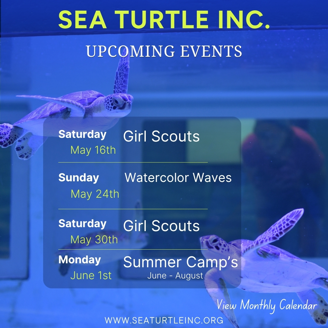 Sea Turtle, Inc. tweet media