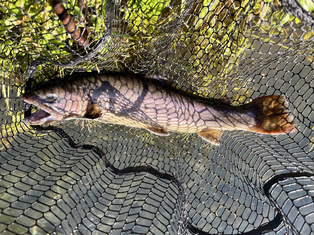vxg_fd's tweet photo. 2026.5.10、小菅トラウトガーデン。
ここ数年の管理釣り場の魚の量・大物が少なくなる中で、50cm超が以前より増えているし釣れている。のんびりとサイト、口元を見てフックキング。大物はフライを避けて通過する。釣果は224匹-46cm。#小菅トラウトガーデン、#フライフィッシング、#エリアトラウト https://t.co/nG3Quvk6WH