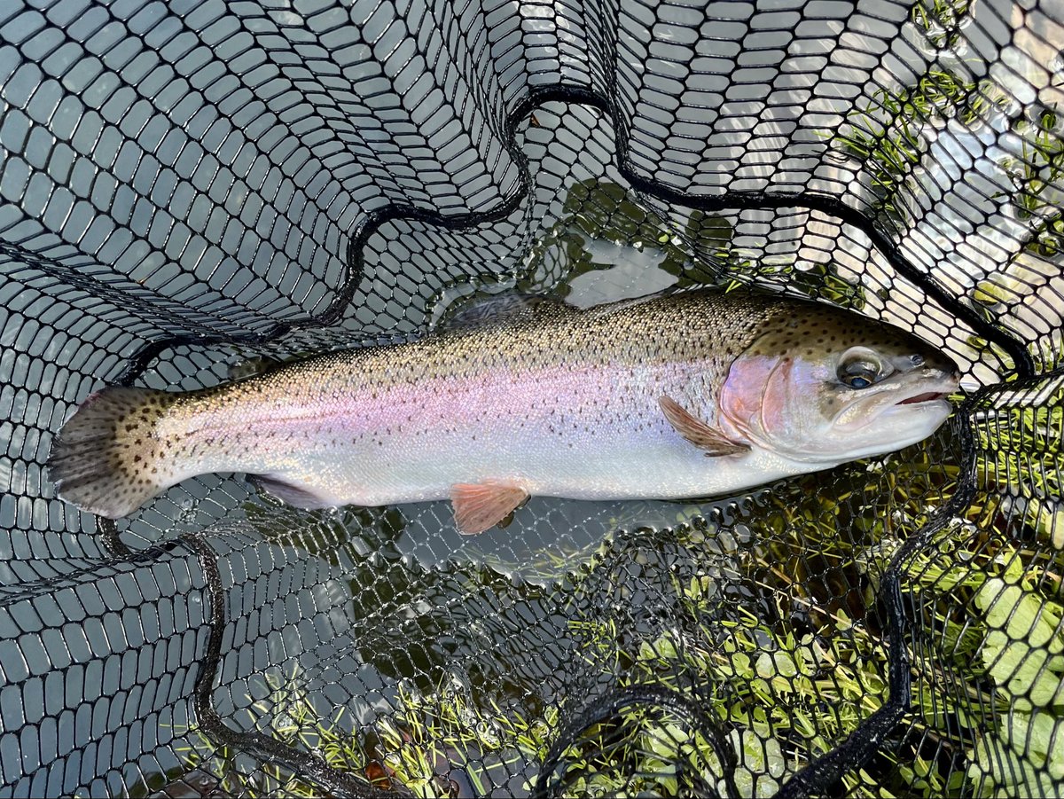 vxg_fd's tweet photo. 2026.5.10、小菅トラウトガーデン。
ここ数年の管理釣り場の魚の量・大物が少なくなる中で、50cm超が以前より増えているし釣れている。のんびりとサイト、口元を見てフックキング。大物はフライを避けて通過する。釣果は224匹-46cm。#小菅トラウトガーデン、#フライフィッシング、#エリアトラウト https://t.co/nG3Quvk6WH