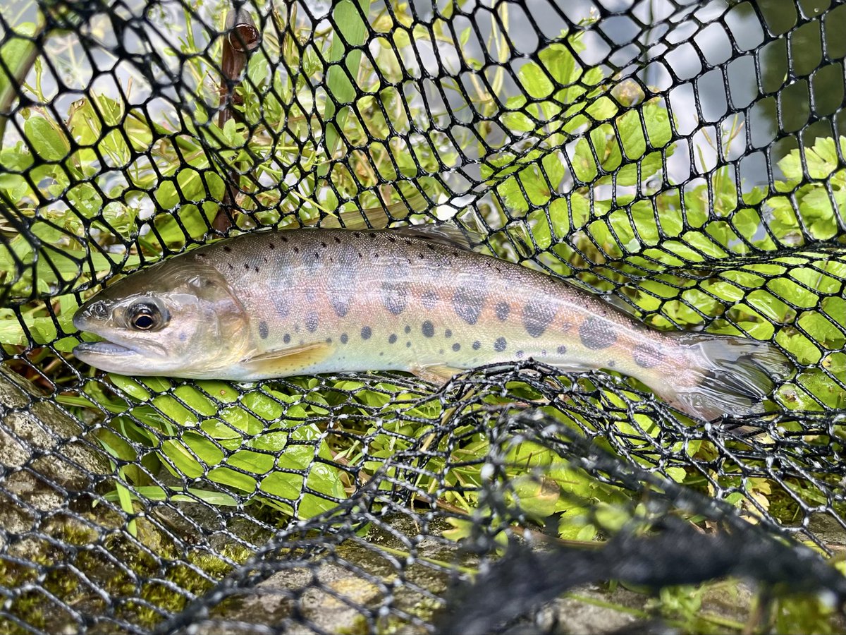 vxg_fd's tweet photo. 2026.5.10、小菅トラウトガーデン。
ここ数年の管理釣り場の魚の量・大物が少なくなる中で、50cm超が以前より増えているし釣れている。のんびりとサイト、口元を見てフックキング。大物はフライを避けて通過する。釣果は224匹-46cm。#小菅トラウトガーデン、#フライフィッシング、#エリアトラウト https://t.co/nG3Quvk6WH