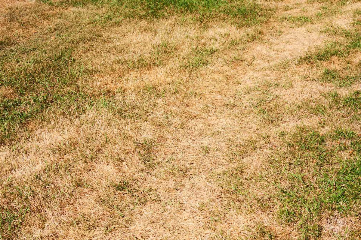 Grass tweet media