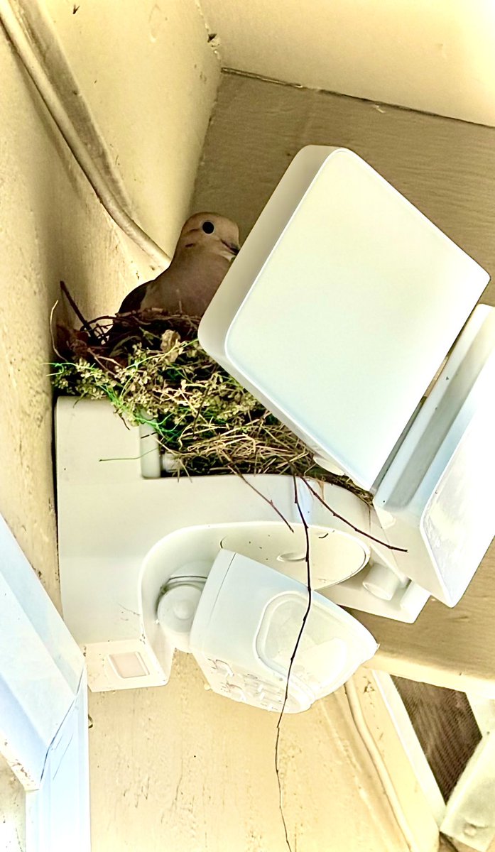 oneMarmot's tweet photo. pokopia in real life, you need a roof, a lamp and a hey bed, pigeon’s habitat is done!🤣
#pokopia https://t.co/QBC0RFC4CC