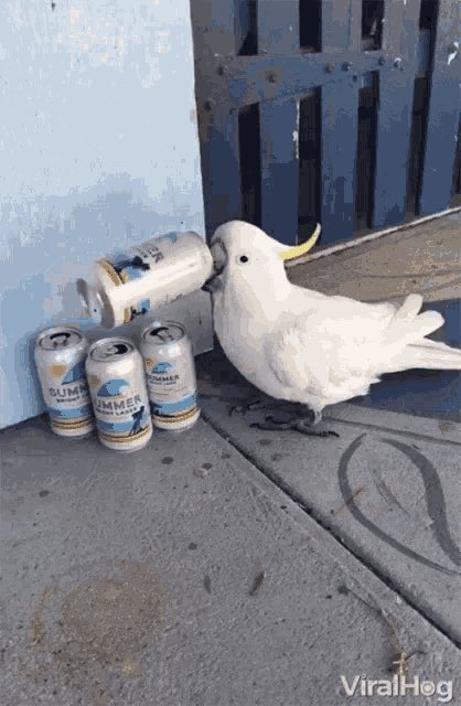 EarlyBird tweet media