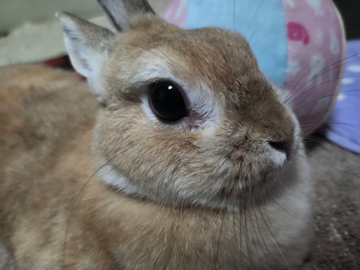 ゴンちゃん