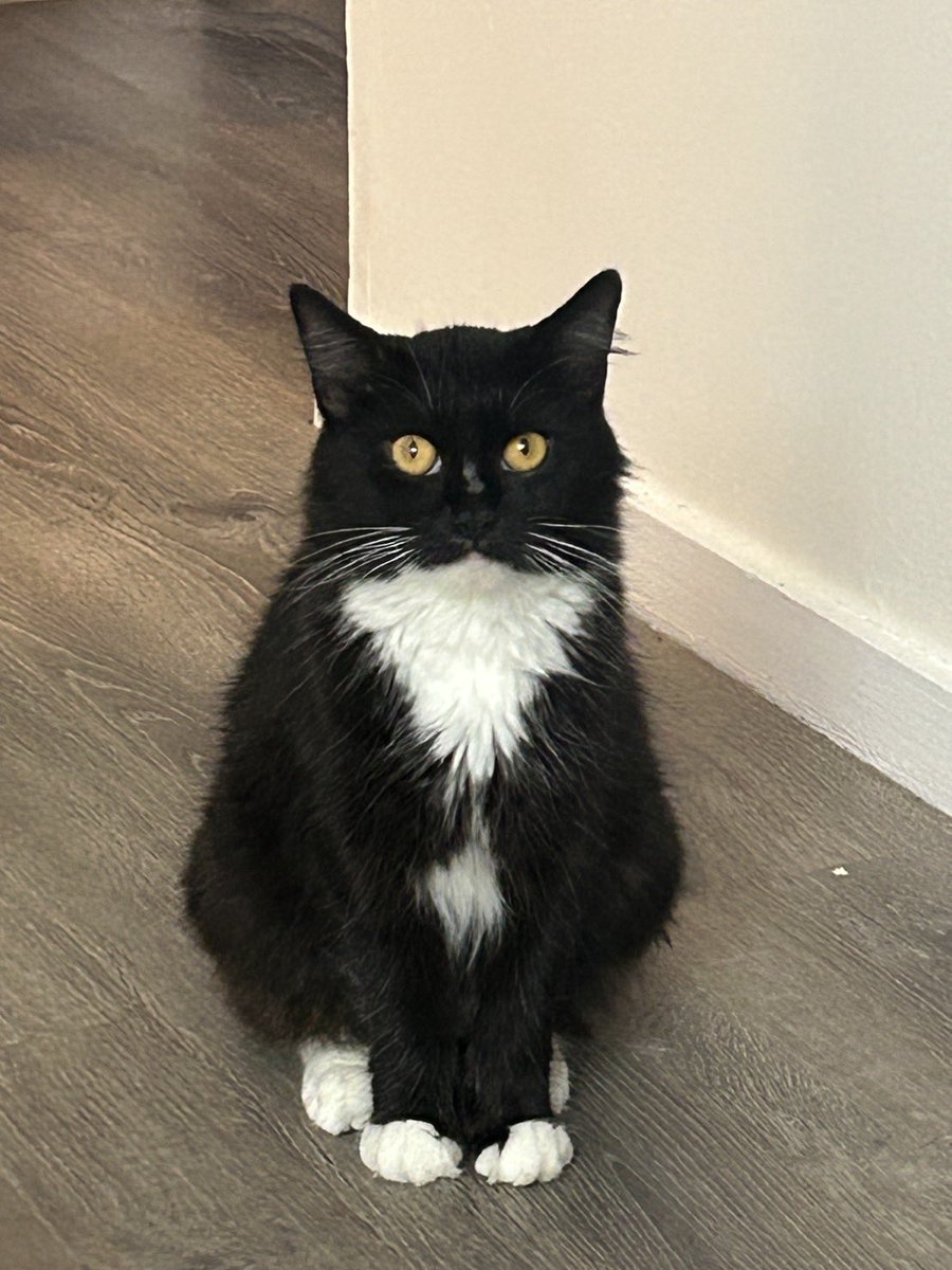 家族が一人増えました！保護猫の黒丸です。よろしくお願いします。