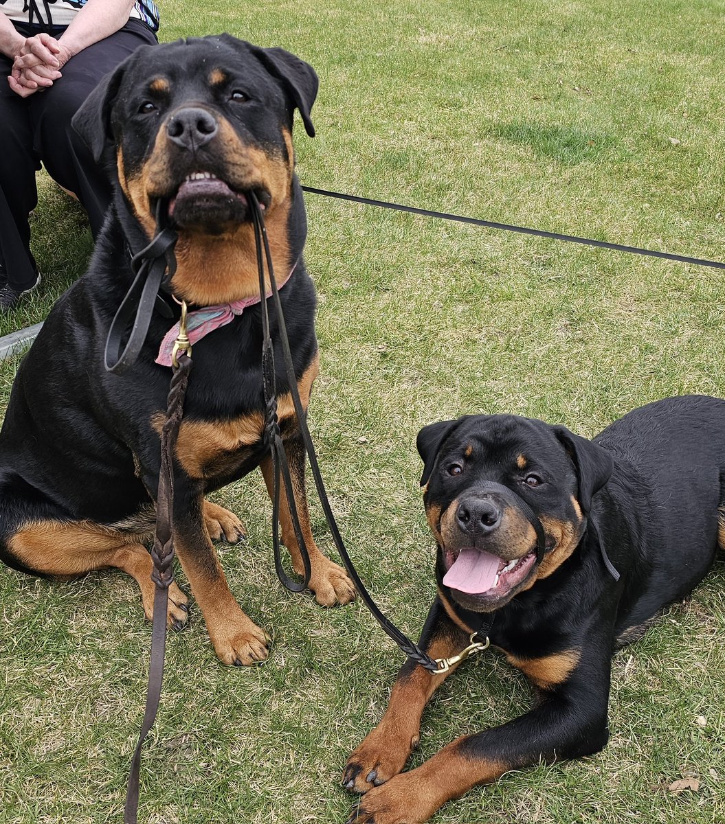 Team Servicerottie🇨🇦🐕🦺🦽 tweet media