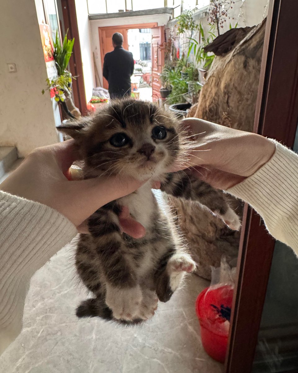 Punch Cat tweet media